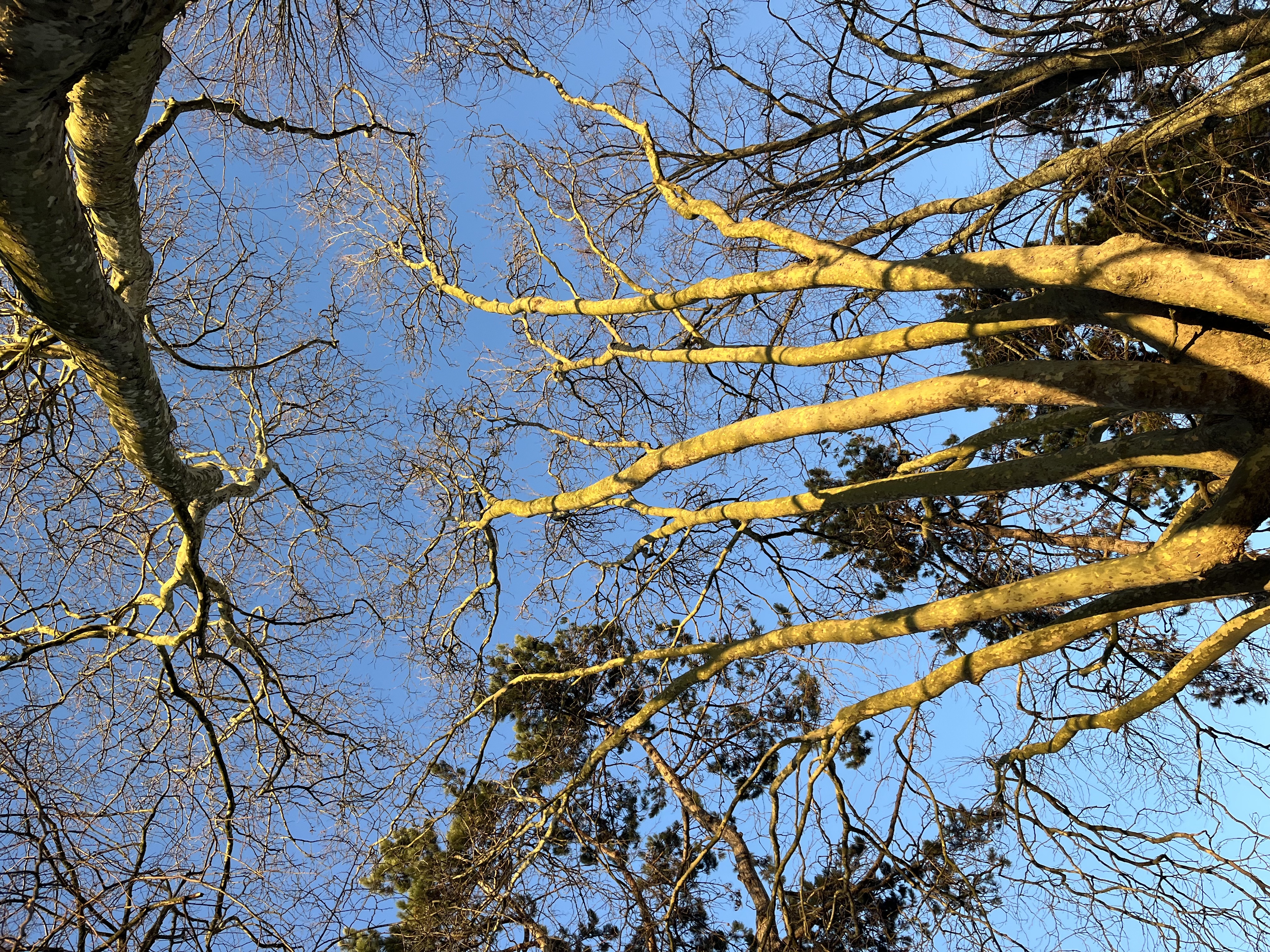 Saffron Townsend-Browne